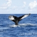 whale_humpback_h_00883_dom3015.jpg